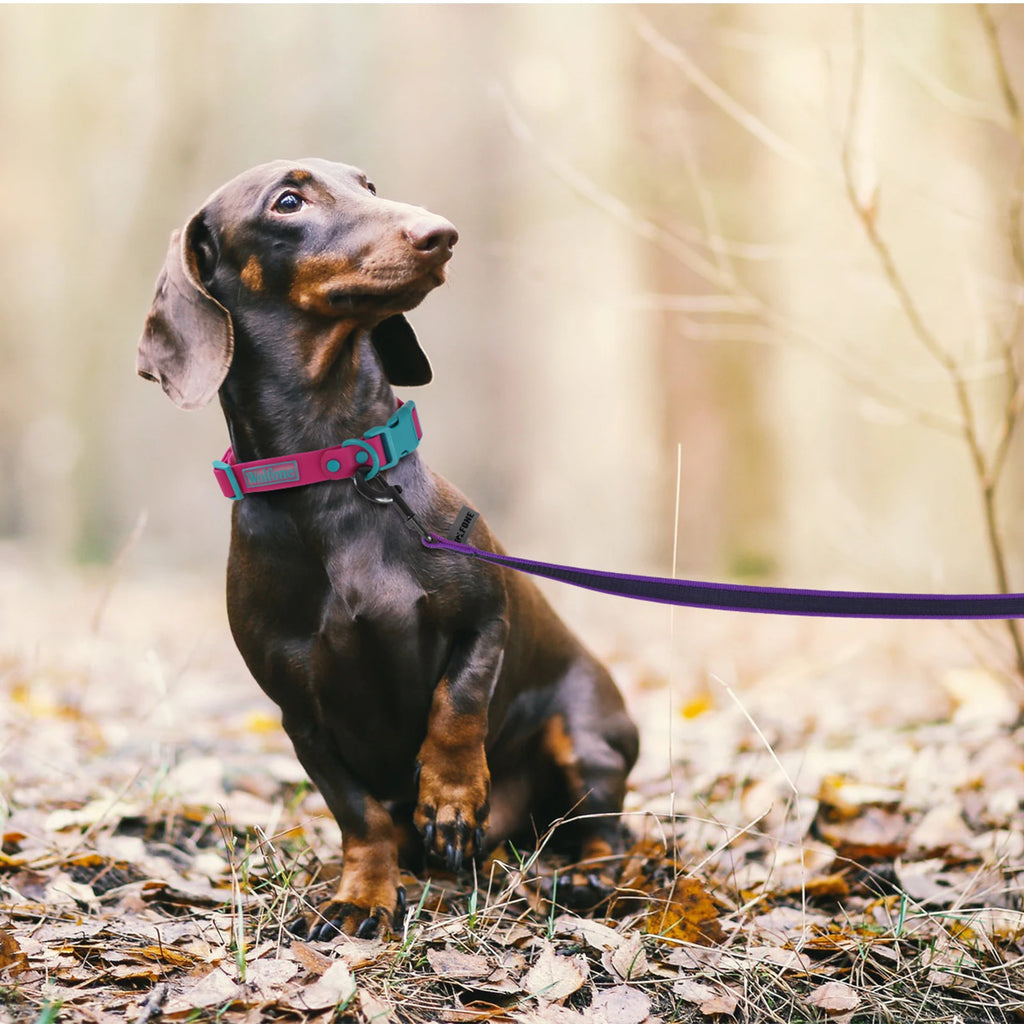 Long Dog Training Leash – Bicolor Nylon Rope 1.5m to 15m for Small & Large Dogs