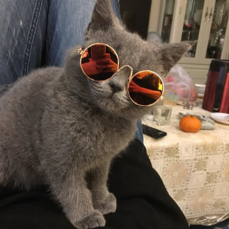 Vintage Round Sunglasses for Cats & Small Dogs – Photo Props & Cosplay